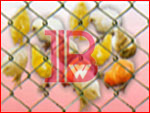 Chain Link Fencing